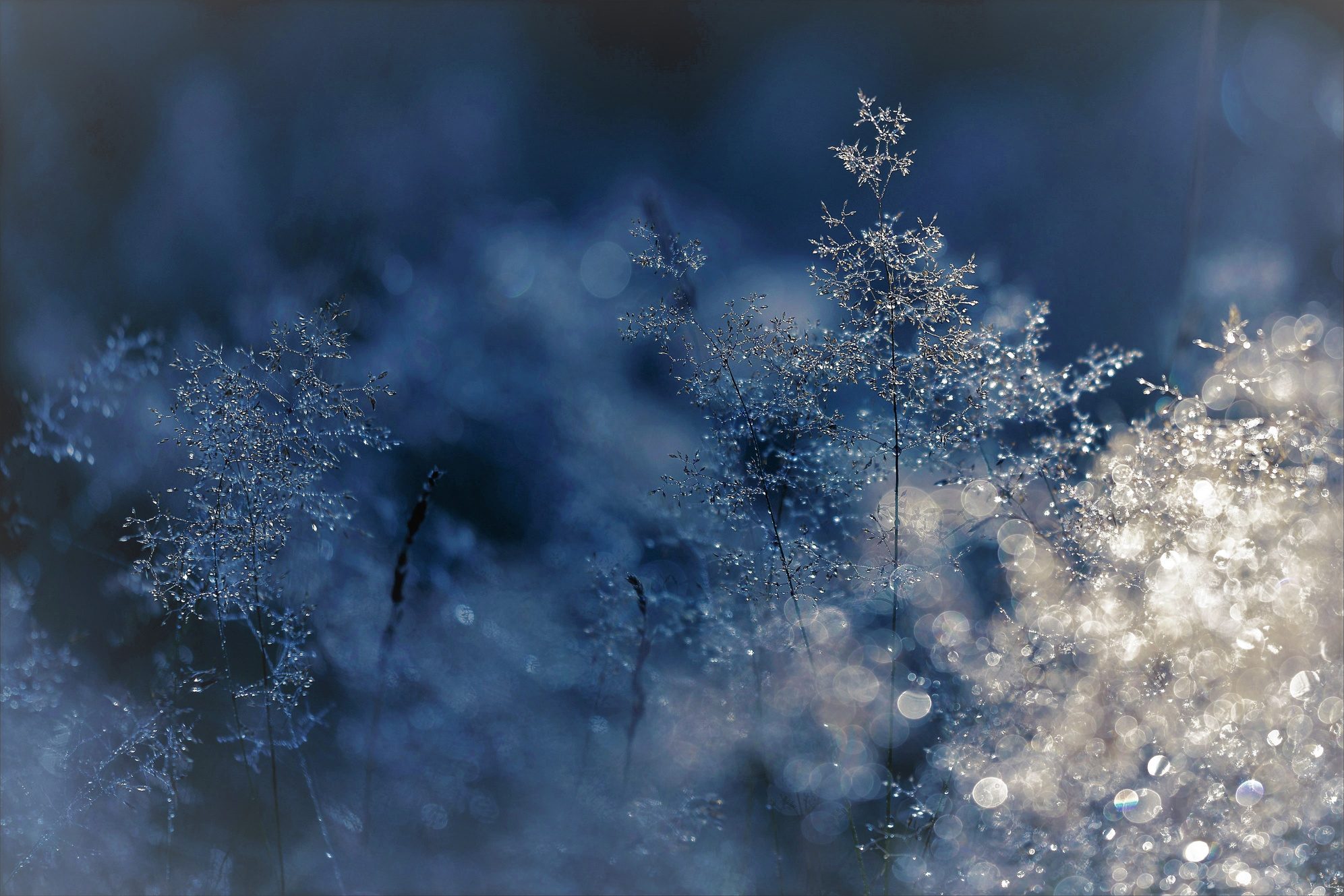 Frozen Grass at Winter